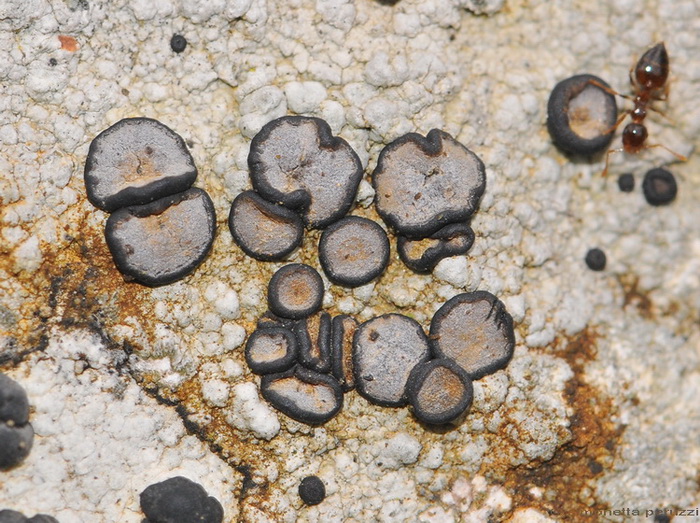 Porpidia sp.